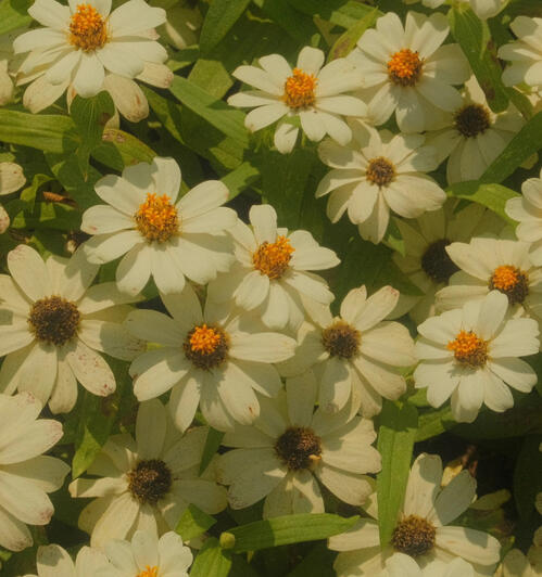 zinnias